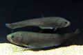 Grey Papyrocranus Aquarium Fish, Photo and characteristics