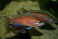 Länglich Zierfische Paracyprichromis kümmern und Merkmale, Foto