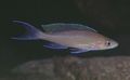 Brown Paracyprichromis Aquarium Fish, Photo and characteristics