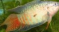 Striped Paradise Fish, Photo and characteristics