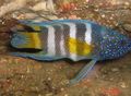 Oval Aquarium Fish Paraplesiops care and characteristics, Photo