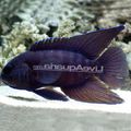 Spotted Paraplesiops Aquarium Fish, Photo and characteristics