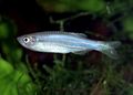 Silver Pearl danio Aquarium Fish, Photo and characteristics