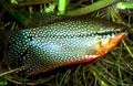 Spotted Pearl Gourami Aquarium Fish, Photo and characteristics