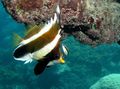 Triangular Pennant bannerfish care and characteristics, Photo
