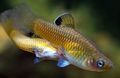 Χρυσός τα ψάρια ενυδρείου Phallichthys χαρακτηριστικά, φωτογραφία
