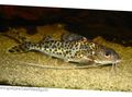 Spotted Pictus Catfish, Photo and characteristics