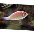 Oval Pink Skunk Clownfish care and characteristics, Photo