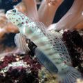Elongated Aquarium Fish Pink Spotted Watchman Goby care and characteristics, Photo