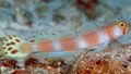 Striped Pinkbar Goby Aquarium Fish, Photo and characteristics