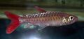 Elongated Aquarium Fish Pinktail Chalceus care and characteristics, Photo