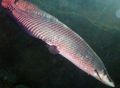 Elongated Aquarium Fish Pirarucu care and characteristics, Photo