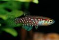 Elongated Aquarium Fish Plesiolebias care and characteristics, Photo