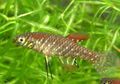 Brown Plesiolebias Aquarium Fish, Photo and characteristics