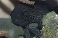 Black Plesiops Aquarium Fish, Photo and characteristics