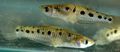 Photo Aquarium Fish Poeciliopsis characteristics