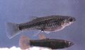 Silver Poeciliopsis Aquarium Fish, Photo and characteristics