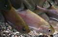 Elongated Aquarium Fish Pollimyrus care and characteristics, Photo