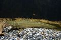 Green Polypterus bichir Aquarium Fish, Photo and characteristics