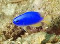 Blue Pomacentrus Aquarium Fish, Photo and characteristics