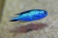 Light Blue Pomacentrus Aquarium Fish, Photo and characteristics