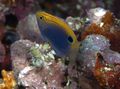 Motley Pomacentrus Aquarium Fish, Photo and characteristics