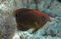 Brown Pomacentrus Aquarium Fish, Photo and characteristics