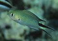 Elongated Aquarium Fish Pomachromis care and characteristics, Photo