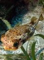 Elongated Aquarium Fish Porcupine Puffer care and characteristics, Photo