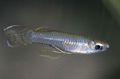 Silver Poropanchax Aquarium Fish, Photo and characteristics