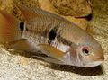 Striped Port Acara Aquarium Fish, Photo and characteristics