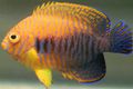 Oval Potter's Angelfish care and characteristics, Photo