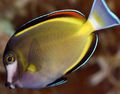 Motley Powder Brown Tang Aquarium Fish, Photo and characteristics