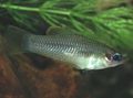 Silver Priapella Aquarium Fish, Photo and characteristics