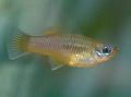 Gold Priapella Aquarium Fish, Photo and characteristics