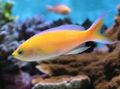 Yellow Pseudanthias Aquarium Fish, Photo and characteristics