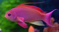 Photo Aquarium Fish Pseudanthias characteristics