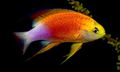 Motley Pseudanthias Aquarium Fish, Photo and characteristics