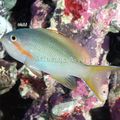 Green Pseudanthias Aquarium Fish, Photo and characteristics