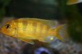 Yellow Pseudotropheus lombardoi Aquarium Fish, Photo and characteristics