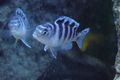 Striped Pseudotropheus lombardoi Aquarium Fish, Photo and characteristics