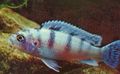 Light Blue Pseudotropheus lombardoi Aquarium Fish, Photo and characteristics