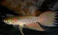 Spotted Pterolebias Aquarium Fish, Photo and characteristics