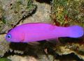 Elongated Aquarium Fish Purple Dottyback care and characteristics, Photo