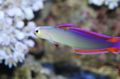 Motley Purple FireFish, Decorated Dartfish, Photo and characteristics