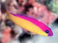 Motley Purple Stripe Dottyback Aquarium Fish, Photo and characteristics