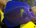 Triangular Aquarium Fish Purple Tang care and characteristics, Photo