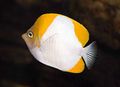 Photo Pyramid butterflyfish description and characteristics