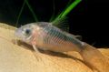 Striped Rabaut's Cory, Rusty Cory Aquarium Fish, Photo and characteristics