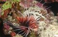 Oval Radiata Rotfeuerfisch kümmern und Merkmale, Foto